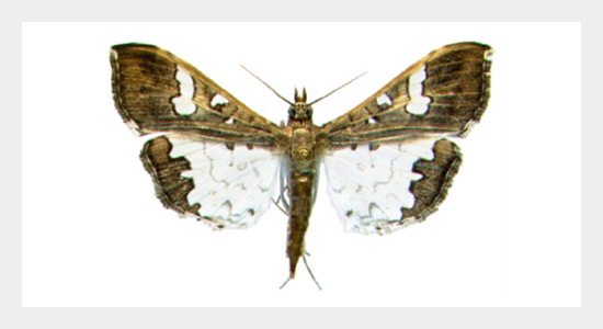 The sex pheromone of Legume Pod Borer, Maruca vitrata (Lepidoptera: Crambidae) Revisited
