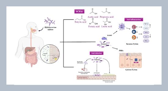 Effect of agitation rate for enhanced growth, metabolite production and kinetic modelling of Bifidobacterium bifidum fermentation