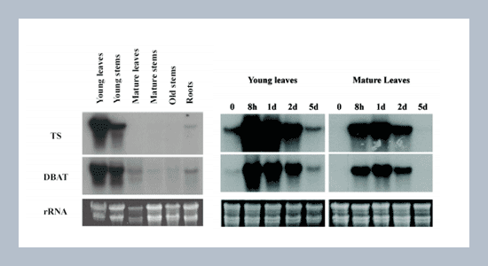 The Strategies to Increase Taxol Production by Using Taxus mairei Cells Transformed with TS and DBAT Genes
