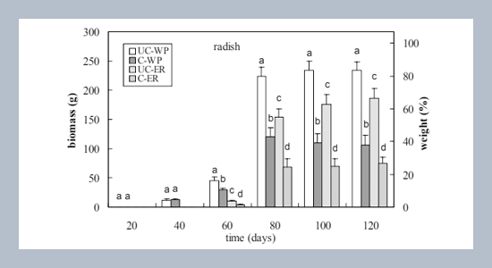 Influence of Cadmium on Growth of Root Vegetable and Accumulation of Cadmium in the Edible Root